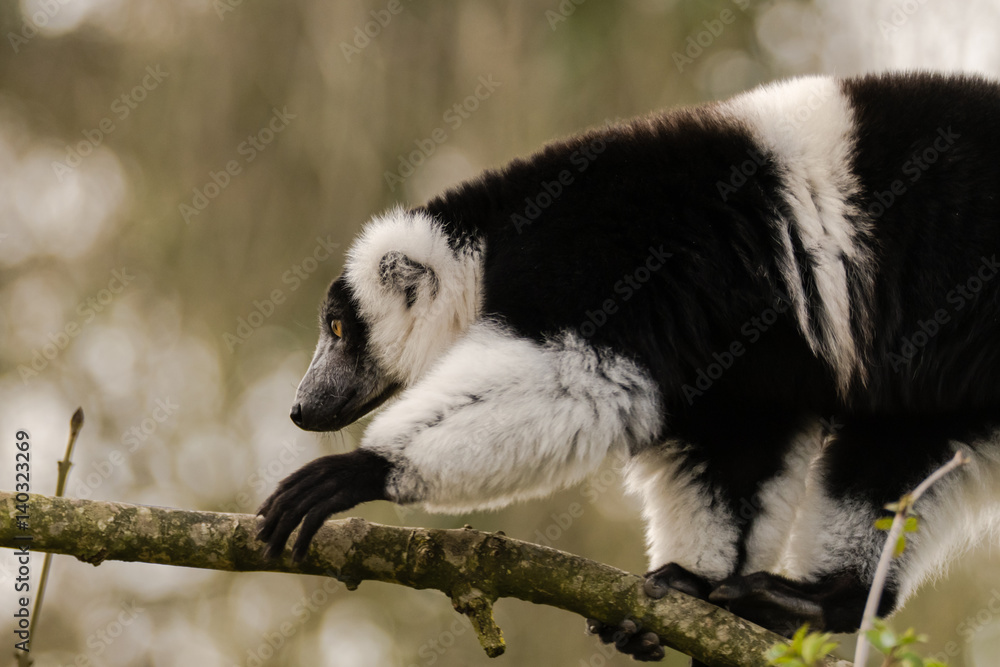 Fototapeta premium Black-and-white ruffed lemur (Varecia variegata) climbing. Critically endangered lemur endemic to the island of Madagascar, and the largest extant member of the family