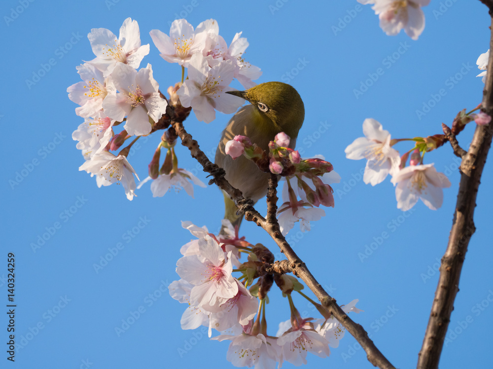 桜の蜜を吸うメジロ