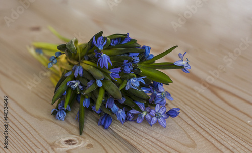 Scilla bifolia  Scilla siberica   on wooden  background. Early spring blue flowers.  