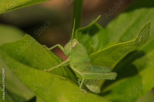 grasshopper on green leaf