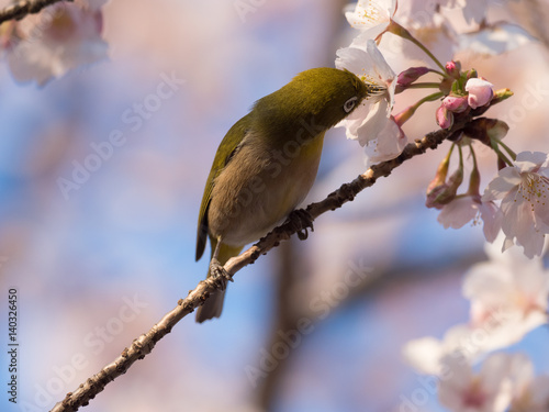 桜の枝のメジロ