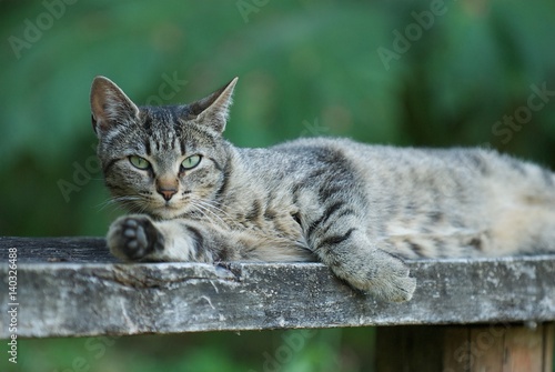 Canvastavla Cat lazing