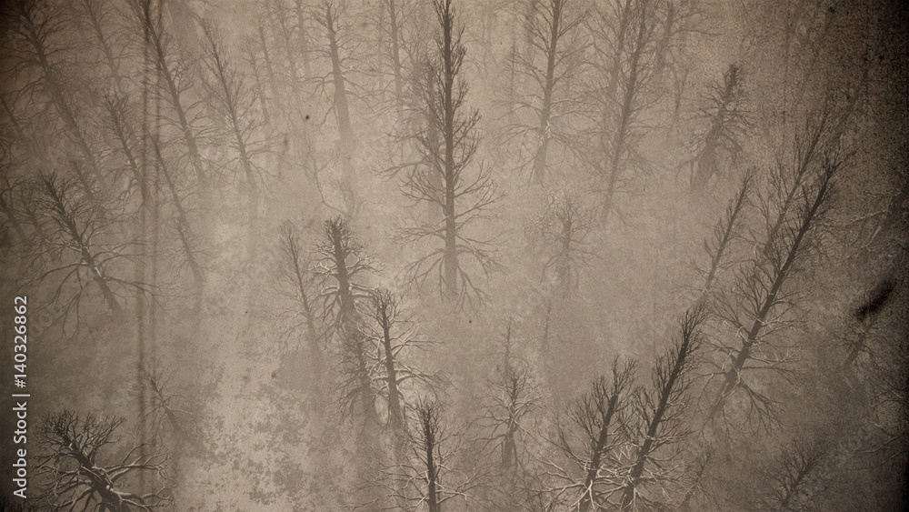 Fototapeta premium Dead Forest Misty Woods