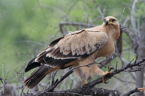 Photography Tawny eagle
