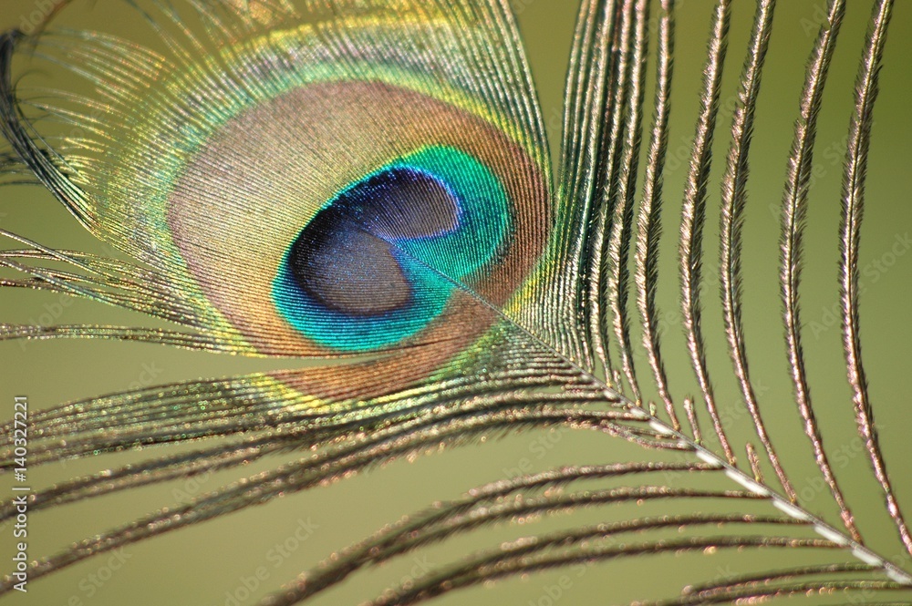 Obraz premium Peacock feather