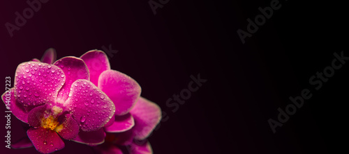 Fototapeta Naklejka Na Ścianę i Meble -  pink orchids with droplets of water and copy space isolated on black. Floristic colorful abstract spa background