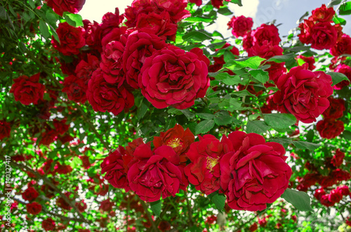Shrubs high growing large odorous  red roses in the garden  