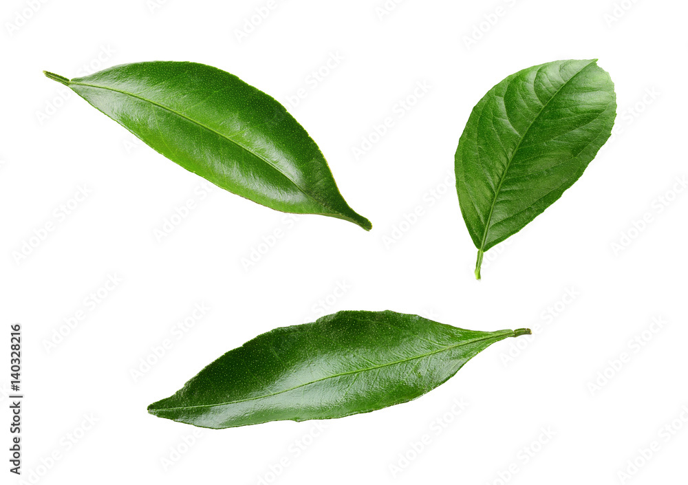 Fototapeta premium lemon leaves