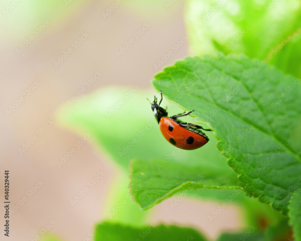 Obraz premium Ladybug on green leaf