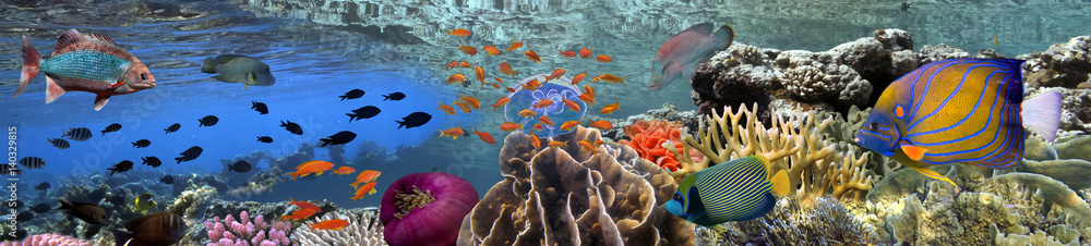 Obraz premium Podwodna panorama rafy koralowej ze szkołą kolorowych ryb tropikalnych