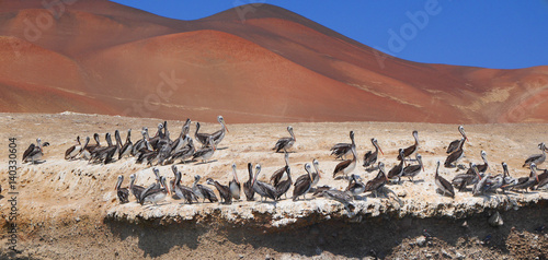 Islas Ballestas, Peru