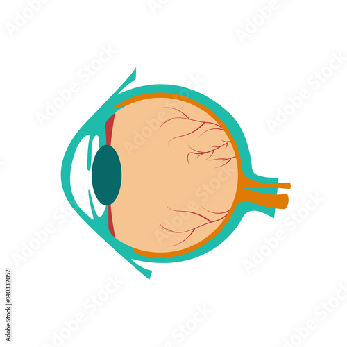 Vector illustration of human eye.