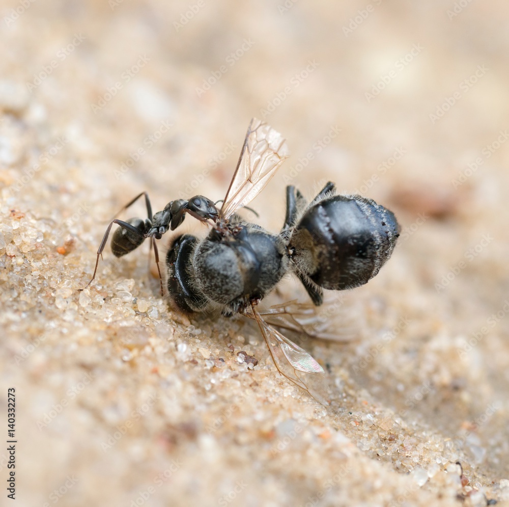 Rote Waldameisen (Formica rufa) zieht tote Biene über Sandboden, Niedersachsen, Deutschland, Europa 