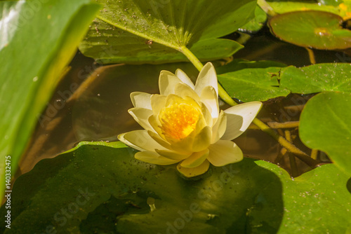 Yellow Lotus flower and Lotus flower plants. Water Lily on bright sunny light floats in the pond.Lotus flower.