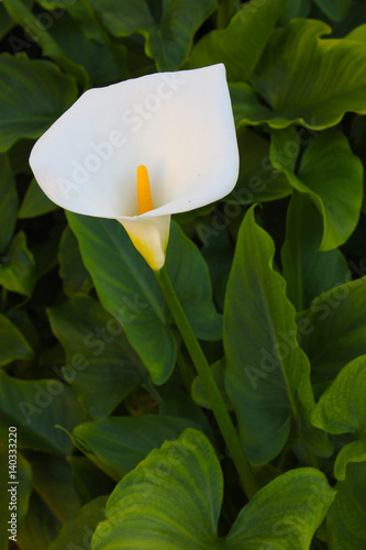 Calla lily flower