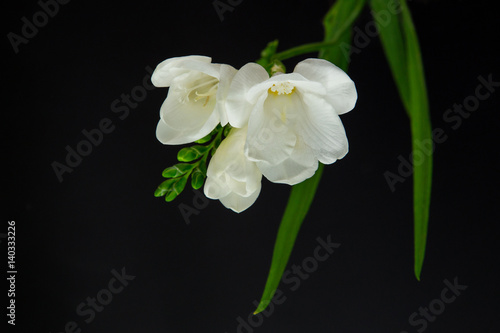 single flower white freesia on black background