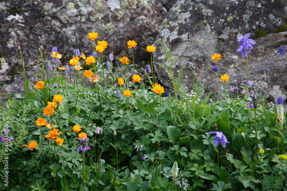Natural background, multi-colored mountain flowers on a background of stones, Altai.