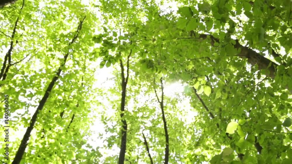 Panorama forest. Trees with beautiful green leaves. Panorama forest. Trees with beautiful green leaves.