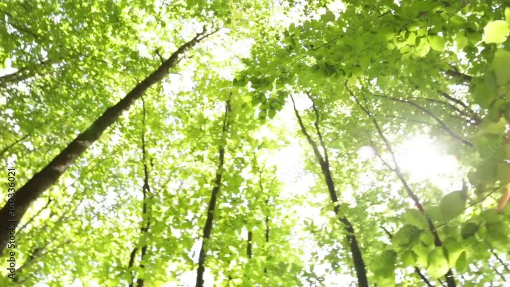 Panorama forest. Trees with beautiful green leaves. Panorama forest. Trees with beautiful green leaves.