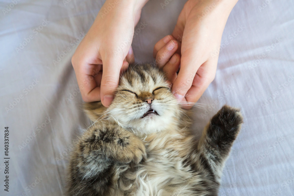 Fototapeta premium kobieta pieszczoty ręka lub masaż głowy kotka perskiego, miłość do zwierząt.