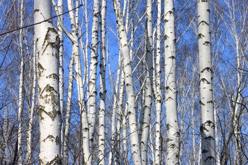 Trunks of birch trees against blue sky, birch forest in sunlight in spring, birch trees in bright sunshine