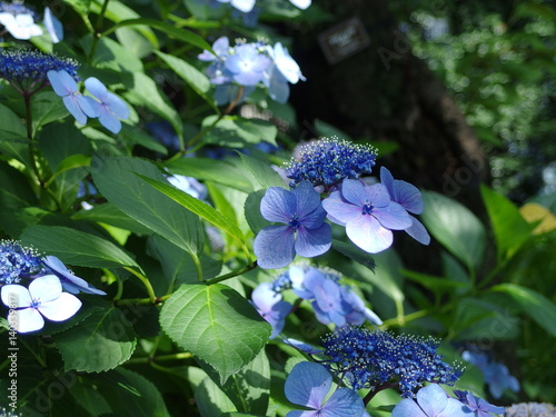 アジサイの花