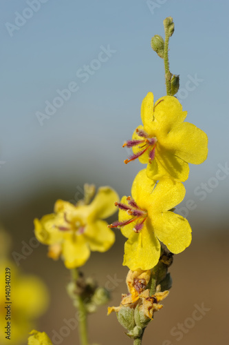 Israel Flowers