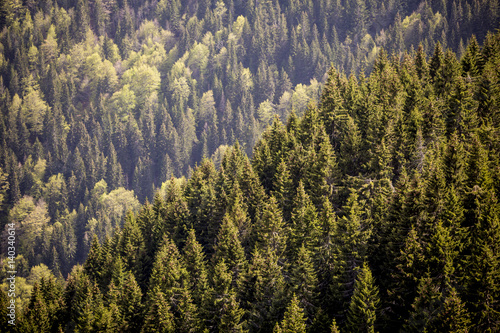 Fototapeta Naklejka Na Ścianę i Meble -  Forest on the mountain