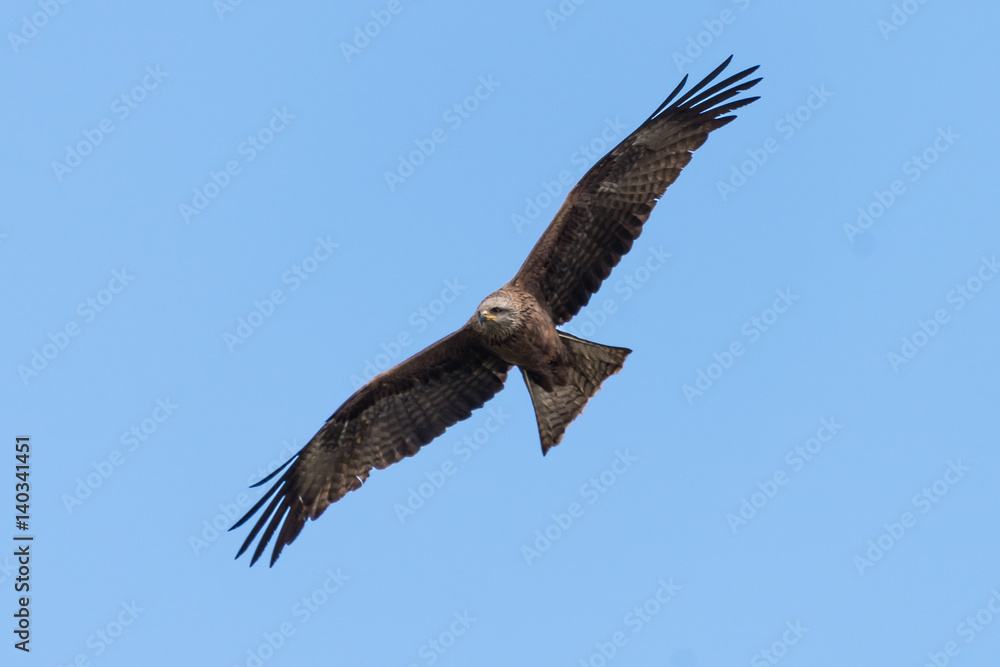 black kite