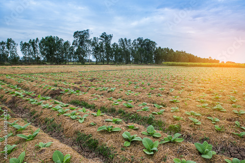 Tobacco field with sunlight