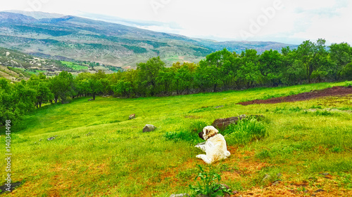 Mountains landscape and lonely dog