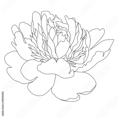 Graphical black and white peony bud, sketch, isolated on a white background. Vector.