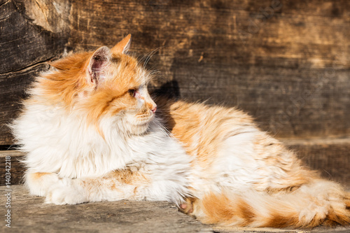 red fluffy cat basking in the sunshine