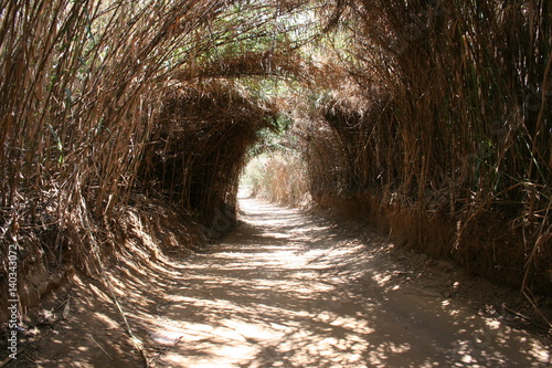tunel  con plantas 