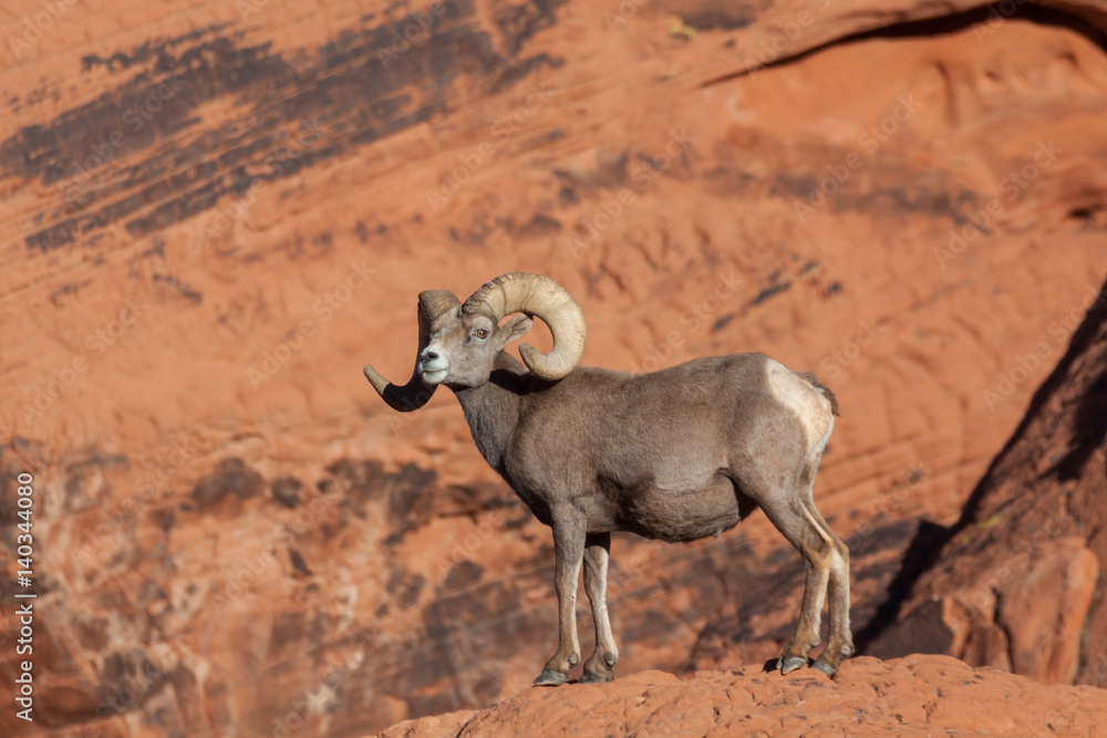 Obraz premium Desert Bighorn Sheep Ram in Red rocks