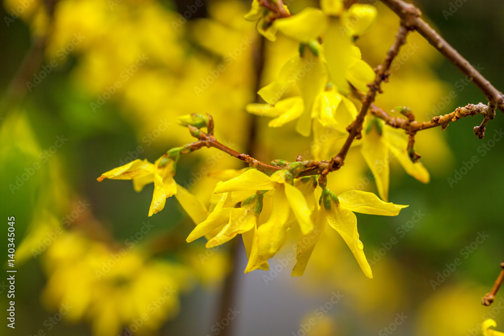 Spring yellow Forsythia europaea blossom in a sun
