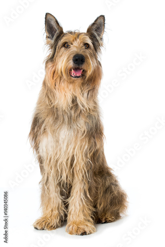 Fototapeta Naklejka Na Ścianę i Meble -  Berger de Picardie