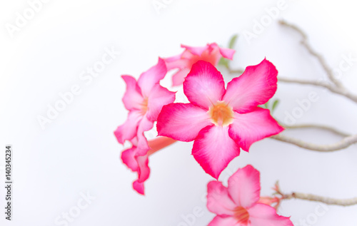 Fototapeta Naklejka Na Ścianę i Meble -  Blossom flowers in Thailand.