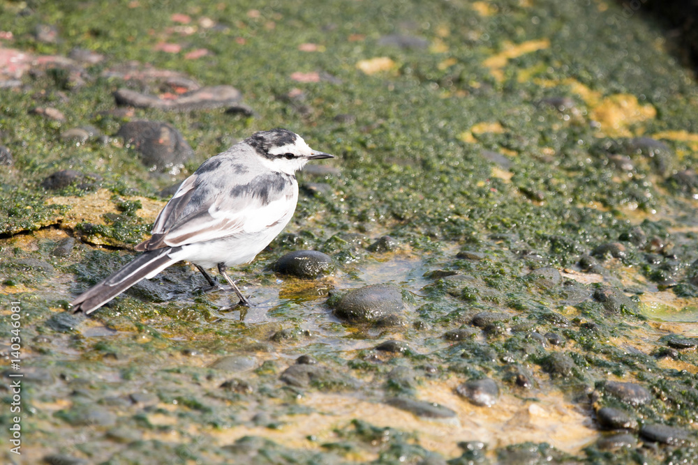 Obraz premium 野鳥 ハクセキレイ