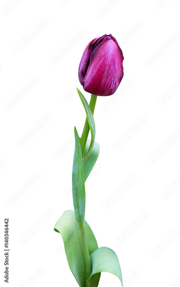Fototapeta premium Violet tulip isolated on white background.