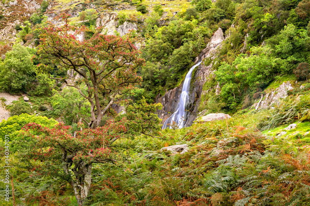 Fototapeta premium Aber Falls in Showdonia National Park
