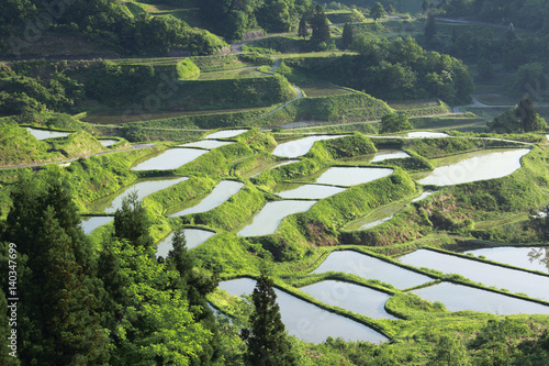 Terraced Rice Fields photo