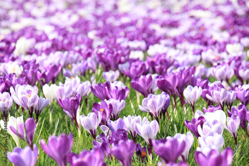 Crocuses on a field Crocuses on a field