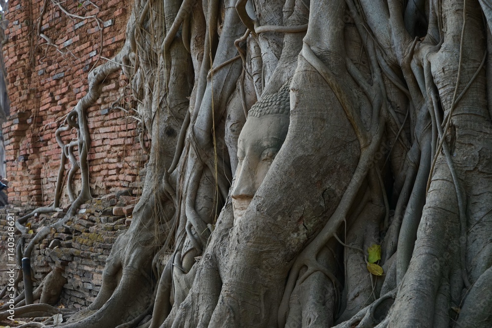 The head of the Buddha is in the tree by the villagers buried. The head of the Buddha is in the tree by the villagers buried.