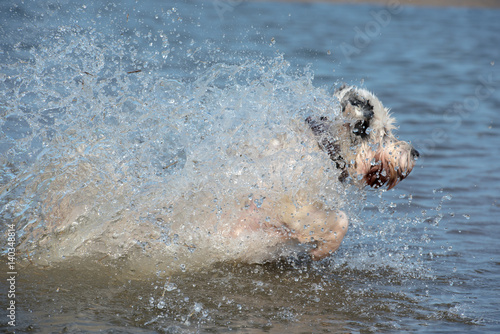 Hund springt im Wasser © abr68