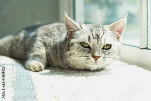 Fotografia Lazy cat lying