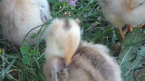 broody chicken to walk in the summer for rural households