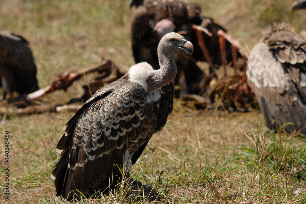 vulture vulture