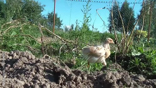 broody chicken to walk in the summer for rural households