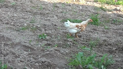 broody chicken to walk in the summer for rural households